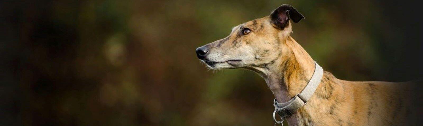 A greyhound dog.