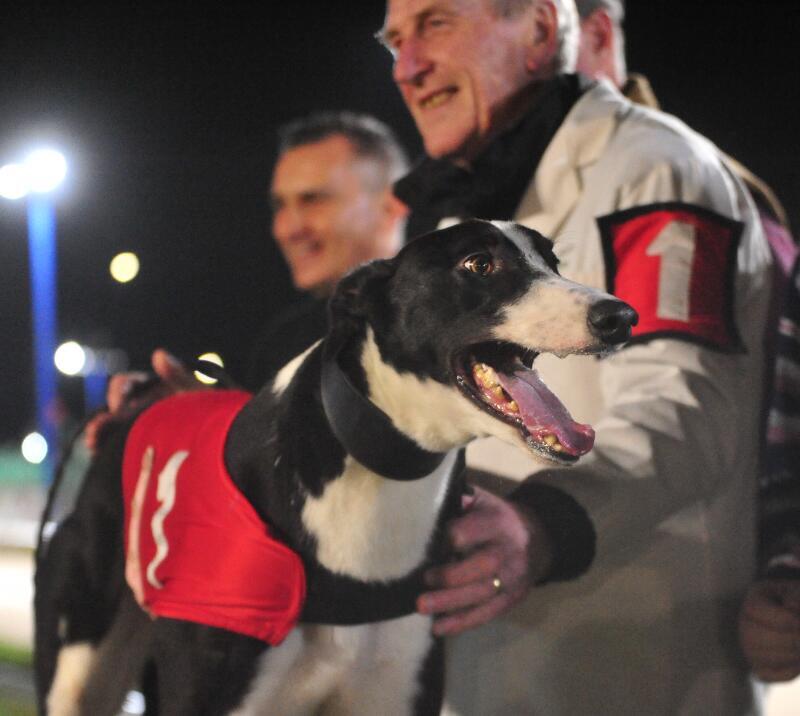 Greyhound dog after a race.